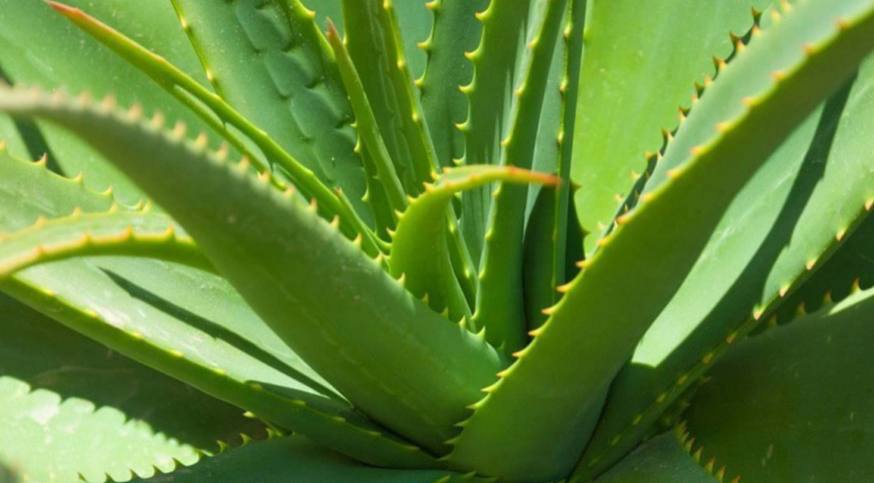 Aloes na brodawczaki!